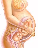 Human Reproduction, Pregnancy, Male Sex Organs, Female Sex Organs