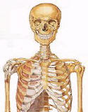 Human Skeleton, Human Skull, Human Bones