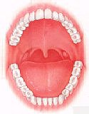 Human Teeth, Jaw and Tooth Development, Dental Hygine
