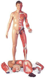 Full Body with Organs