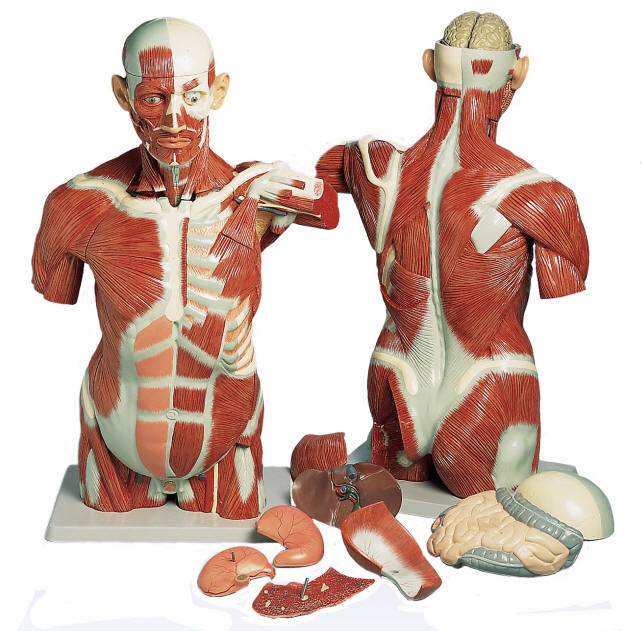 Muscle Torso Model - Life Size