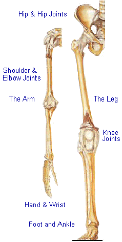 Human Joints - Shoulder, Elbow, Hip and Knee